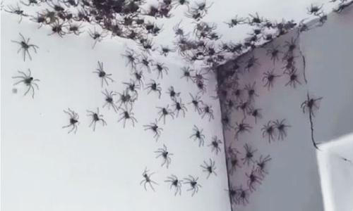 CONTROLE DE ARANHAS